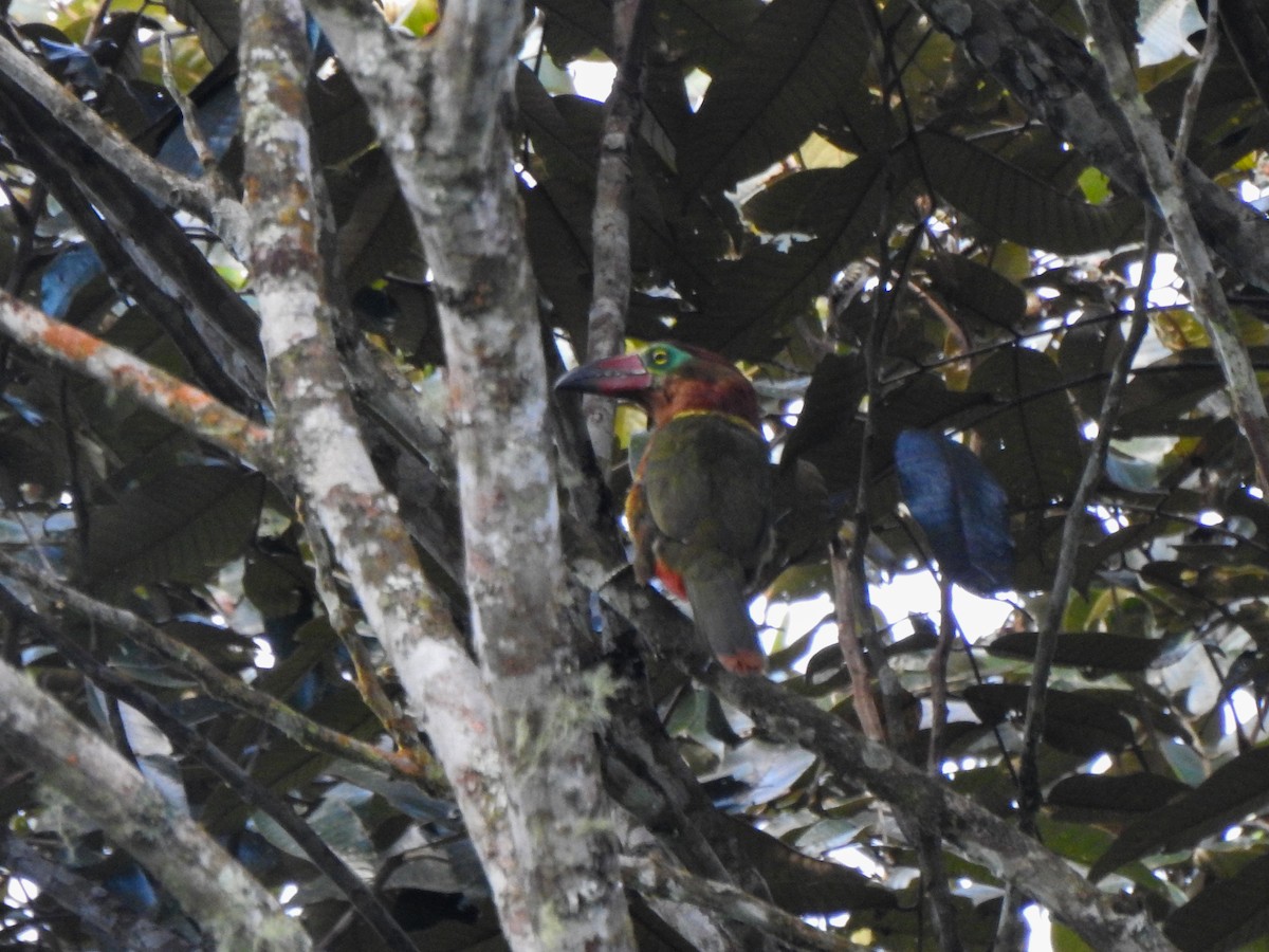 Golden-collared Toucanet - ML232611081