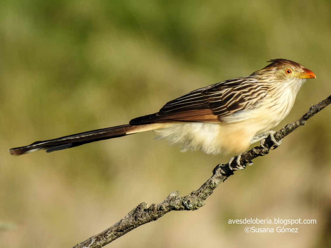 Guira Cuckoo - Susana Gómez