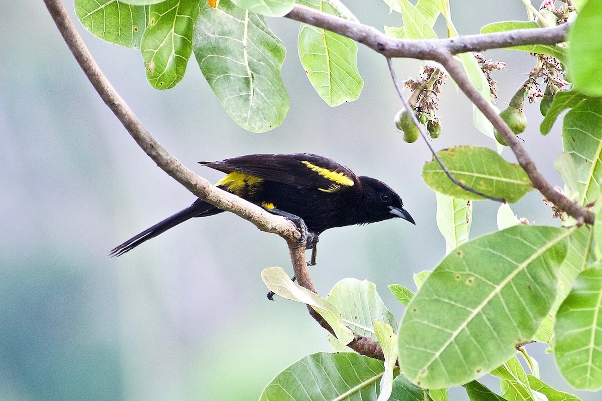 Cuban Oriole - Roberto Jovel