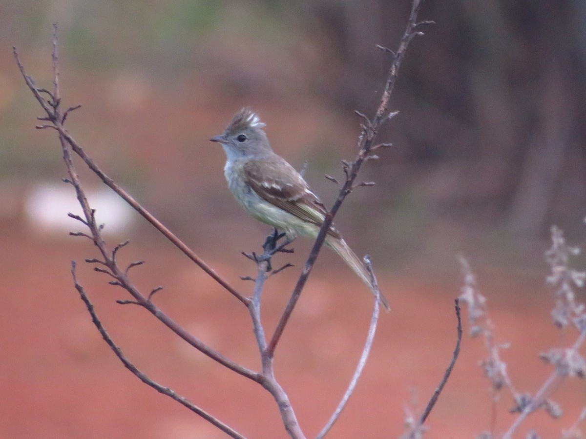 Yellow-bellied Elaenia - ML232612081