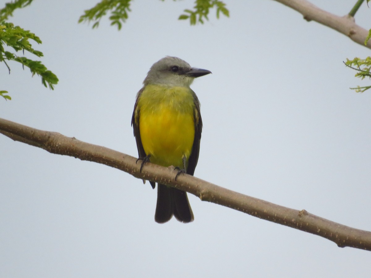 Tropical Kingbird - ML232614821