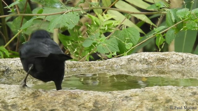 Scrub Blackbird - ML232614991