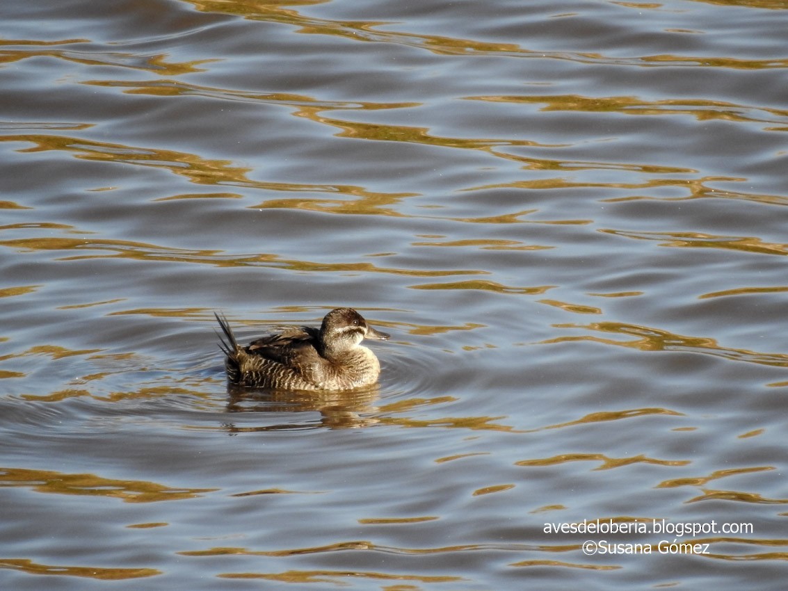 Lake Duck - ML232616331