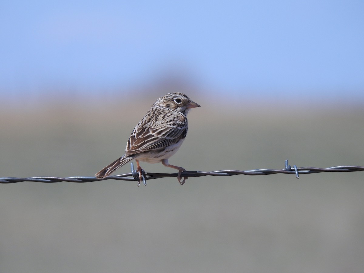 Vesper Sparrow - ML232616641