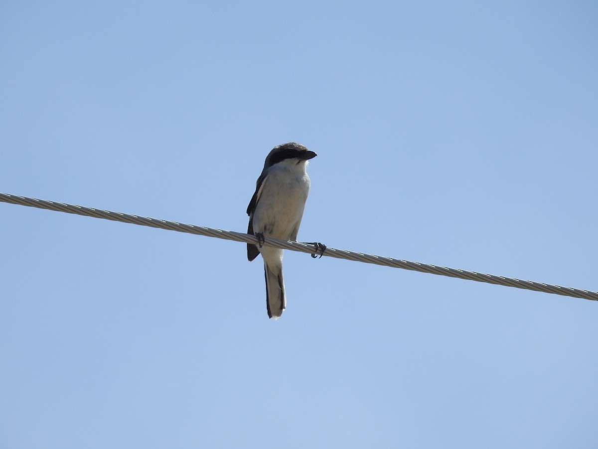 Loggerhead Shrike - ML232616761