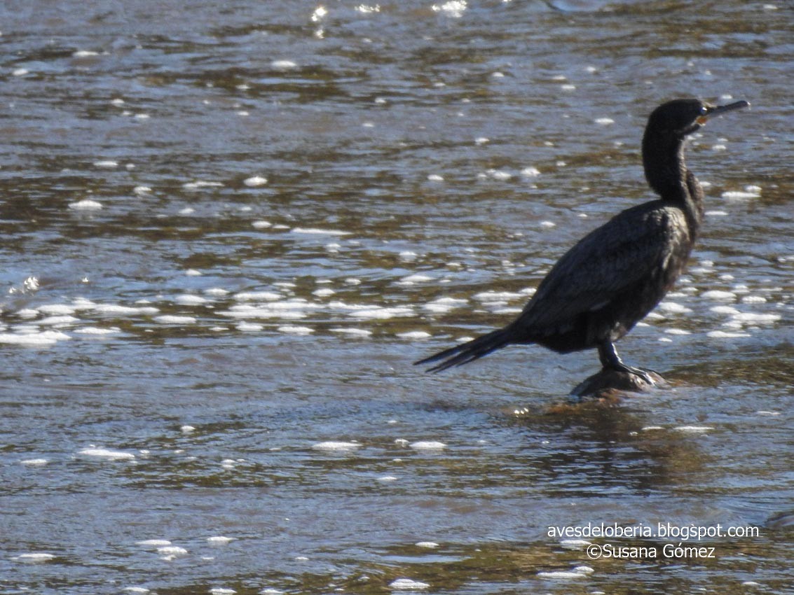 Cormorán Biguá - ML232617001