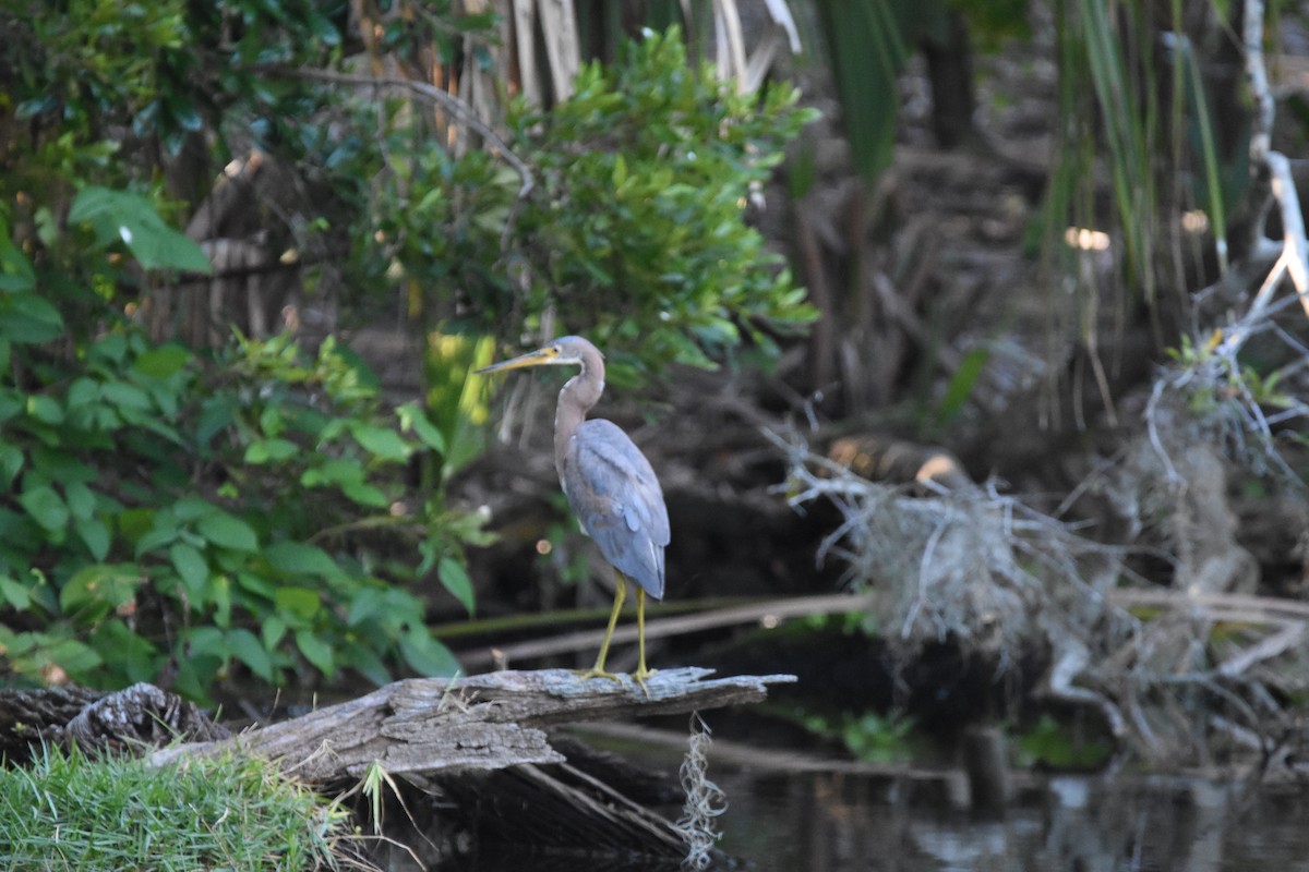 Tricolored Heron - Anonymous