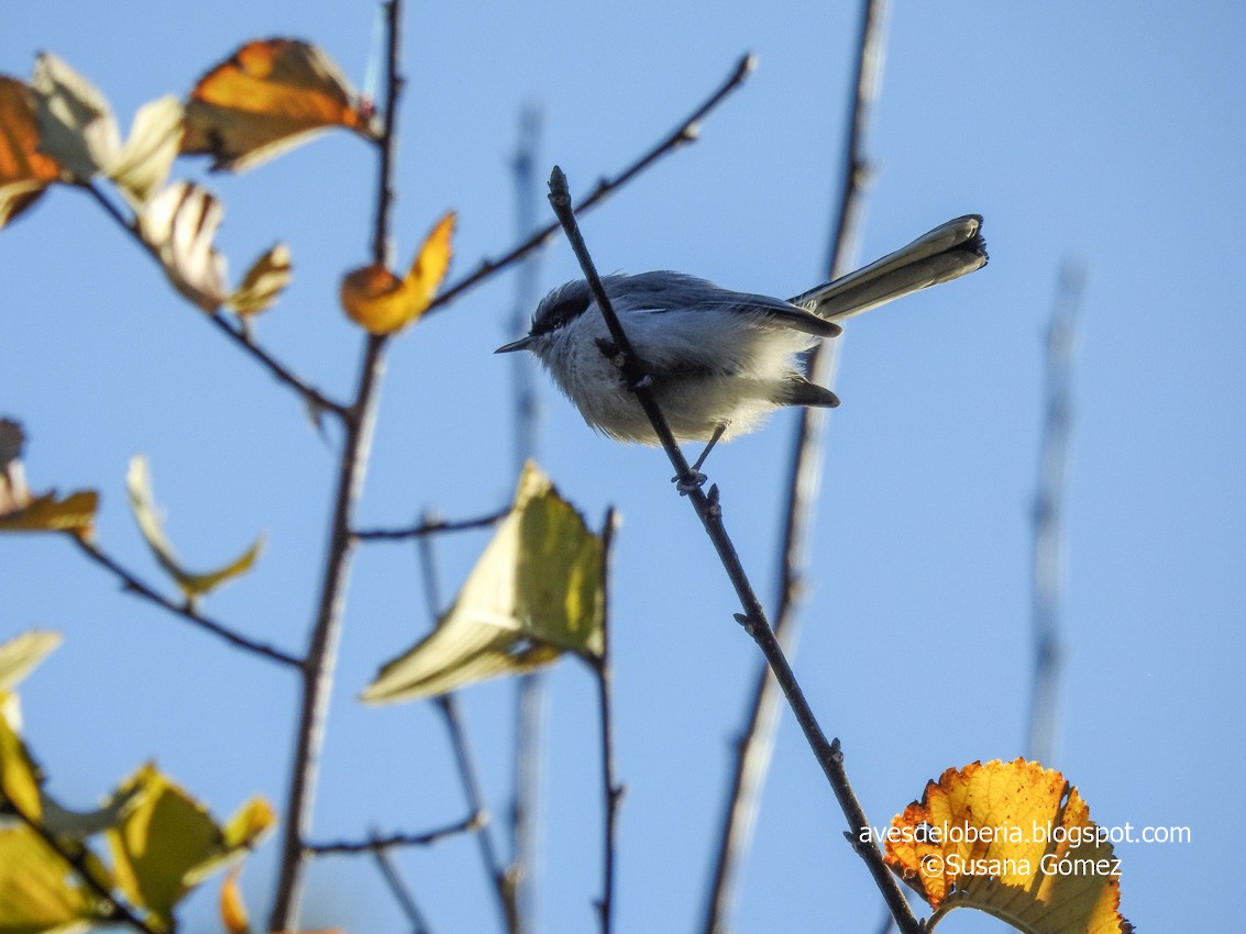 Masked Gnatcatcher - ML232618461