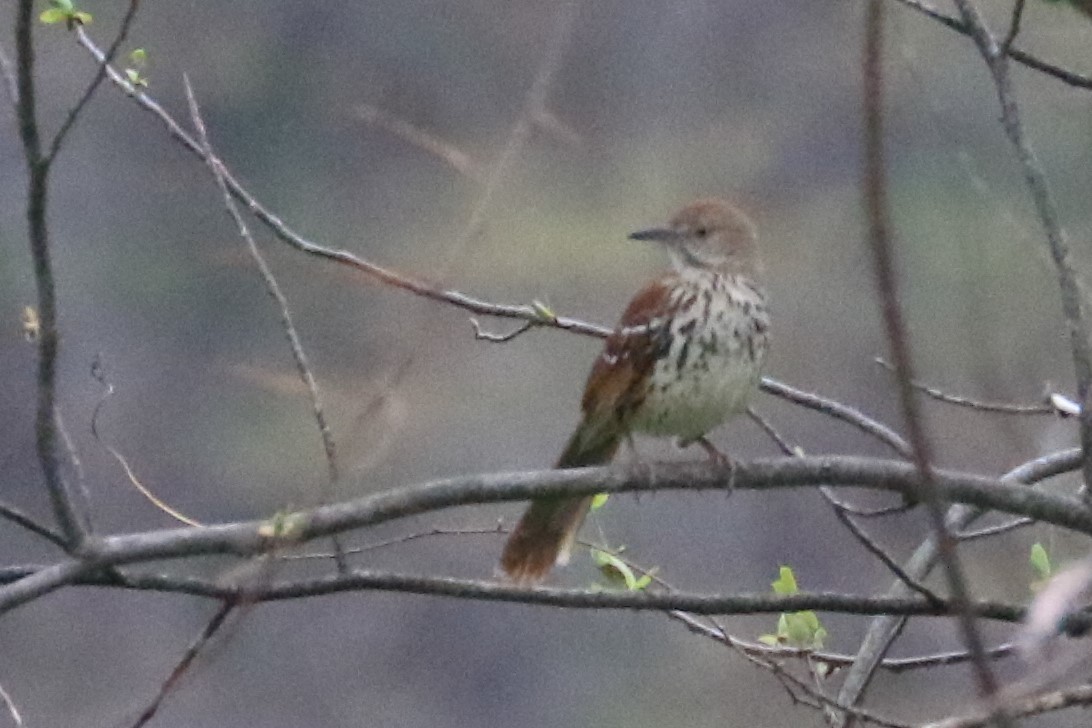 Brown Thrasher - ML232619511