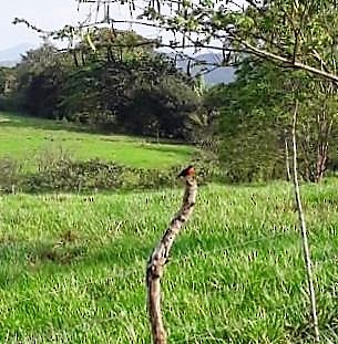 Red-breasted Meadowlark - ML232620071