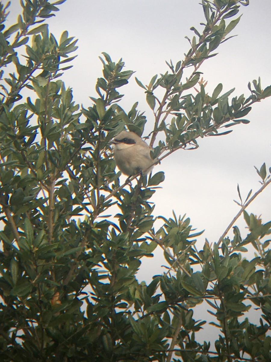 Loggerhead Shrike - ML232620631