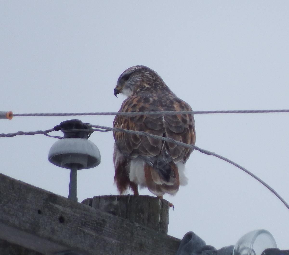 Ferruginous Hawk - Nicholas Sly