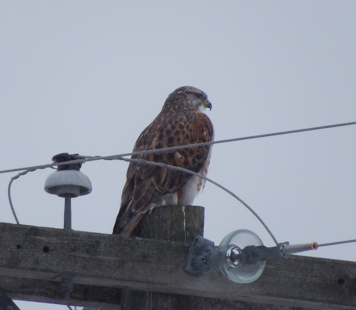 Ferruginous Hawk - Nicholas Sly