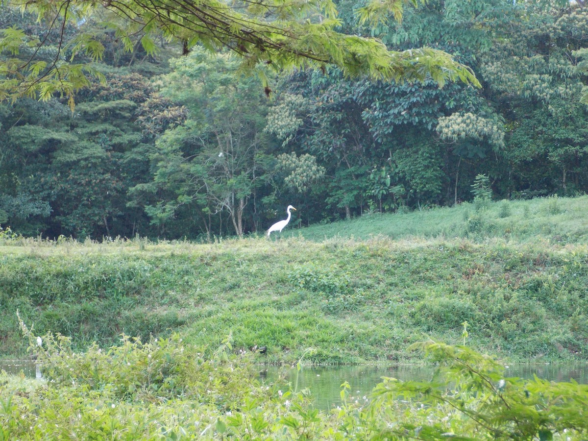 Great Egret - ML232623821