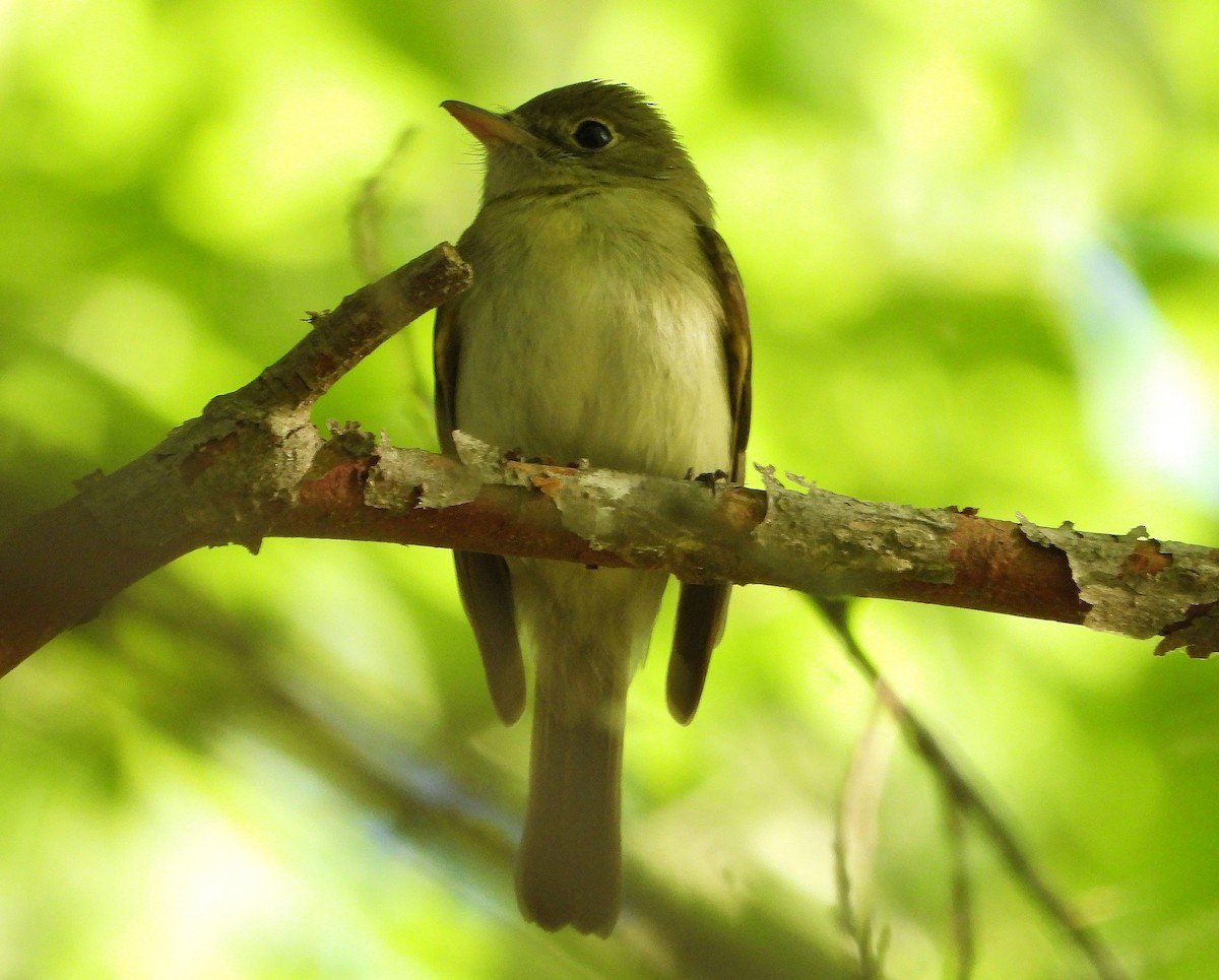 Acadian Flycatcher - ML232623941