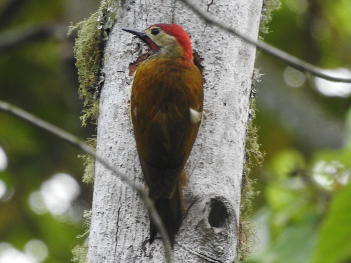Golden-olive Woodpecker - ML232624061