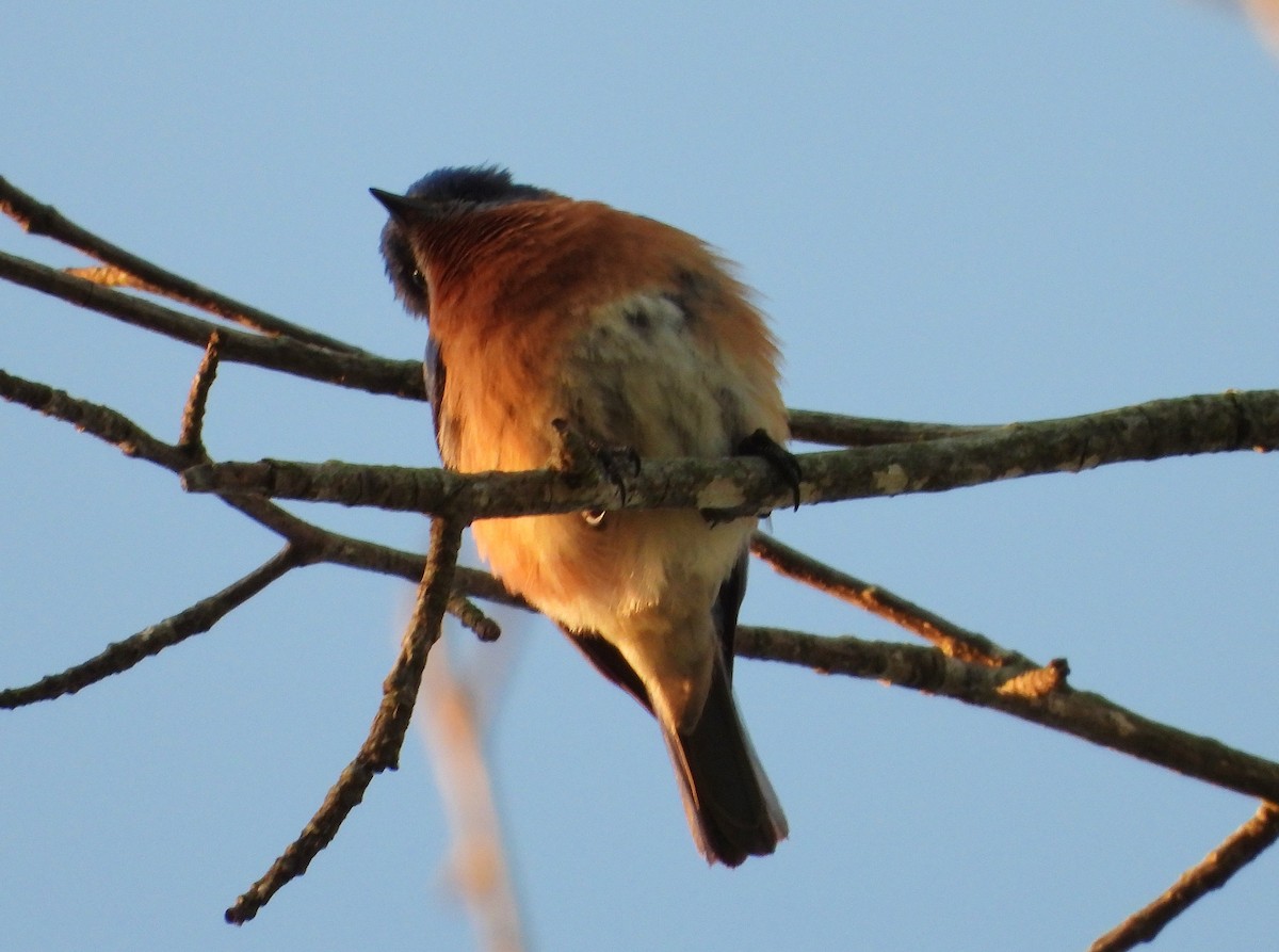 Eastern Bluebird - ML232624141