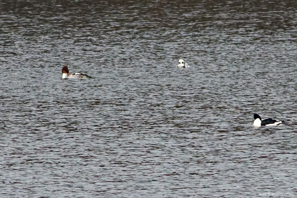 Long-tailed Duck - ML23262421