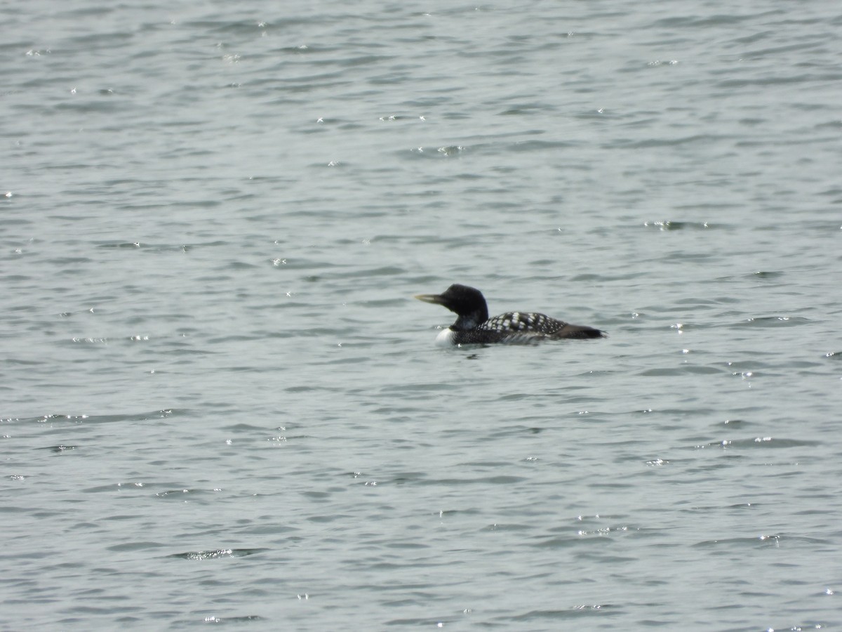 Yellow-billed Loon - ML232624471