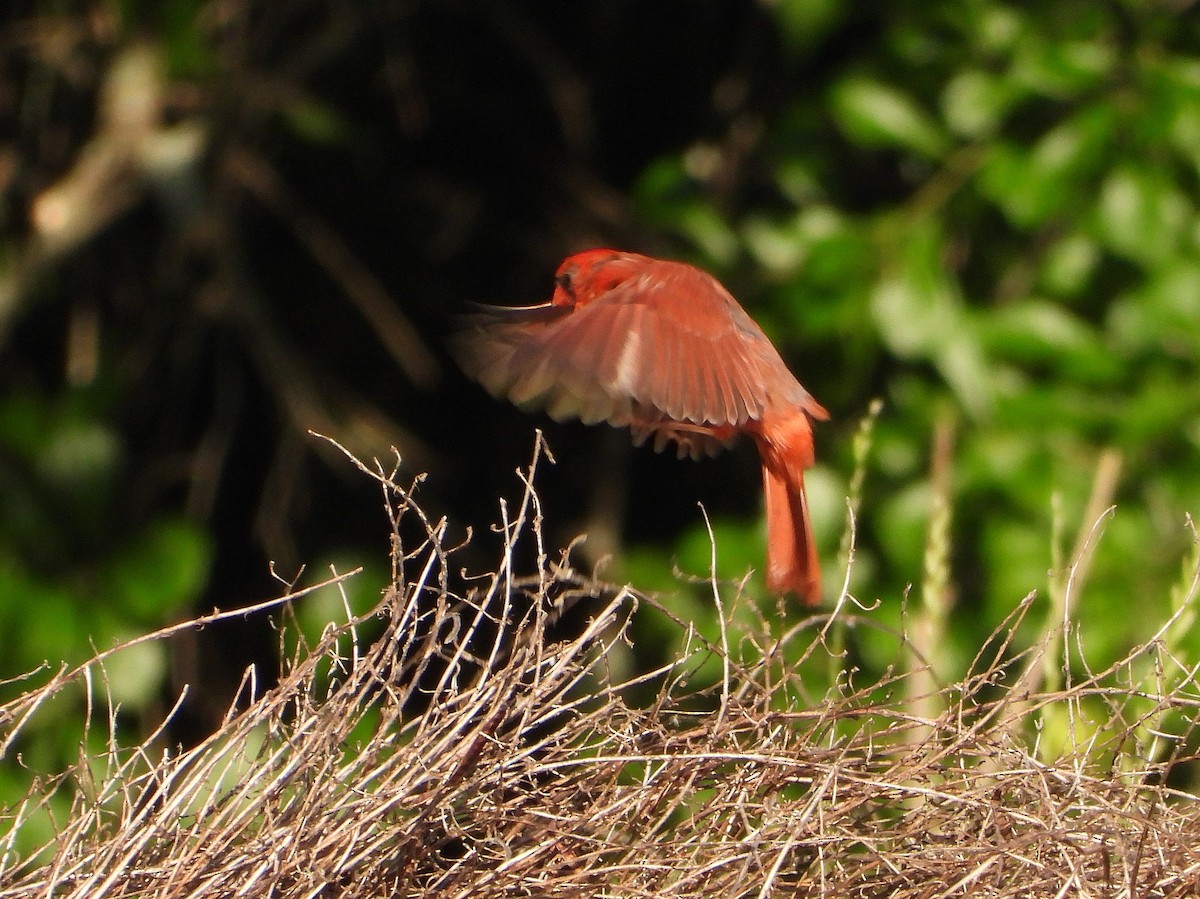 Northern Cardinal - ML232624561