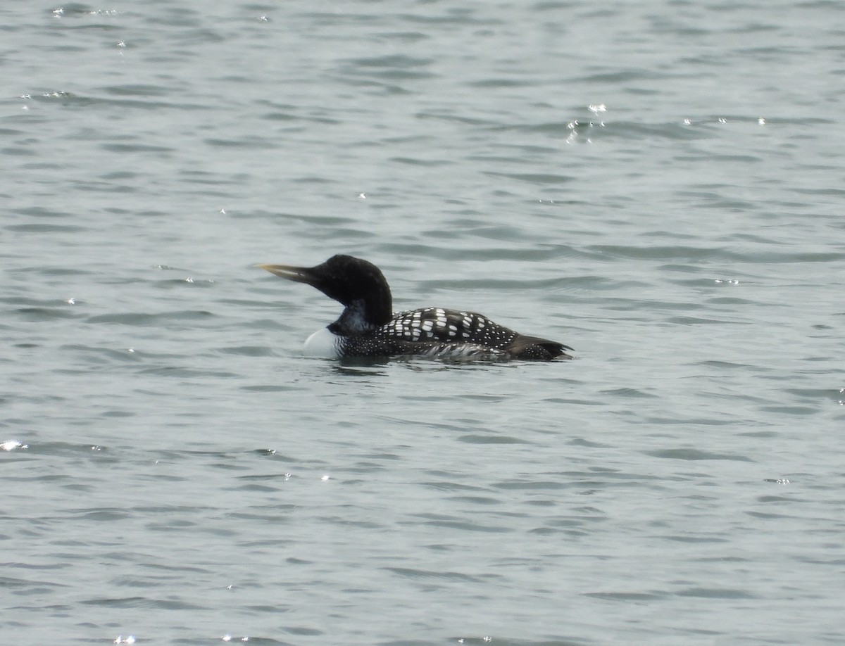 Yellow-billed Loon - ML232624601