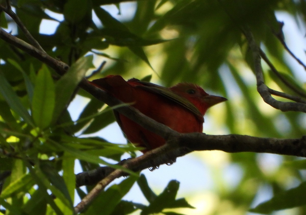 Summer Tanager - ML232624621
