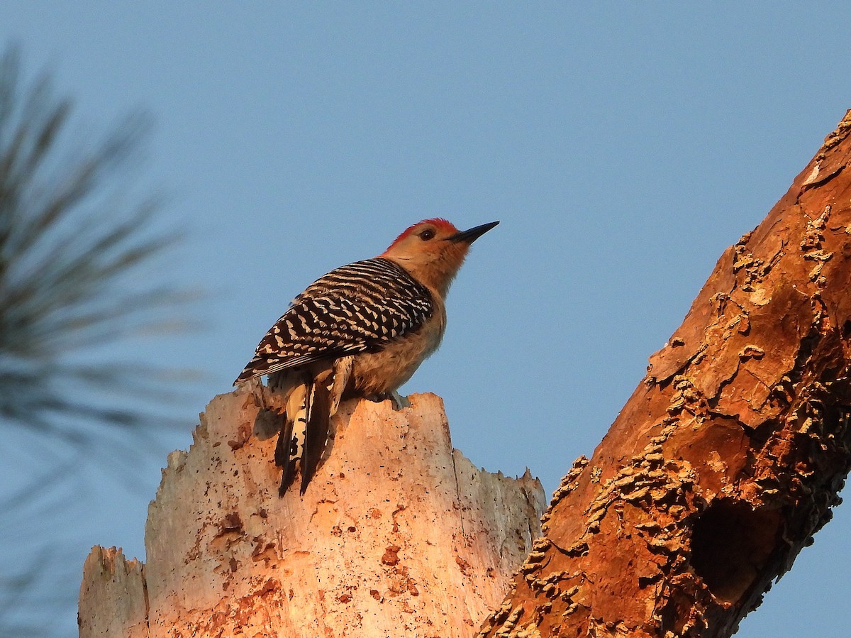 Red-bellied Woodpecker - ML232624931