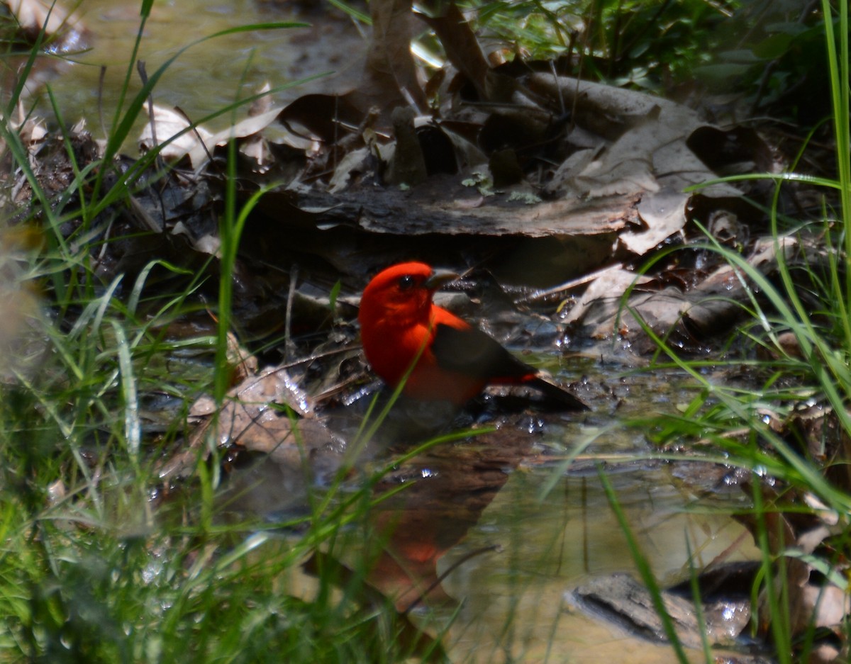 Scarlet Tanager - ML232626051