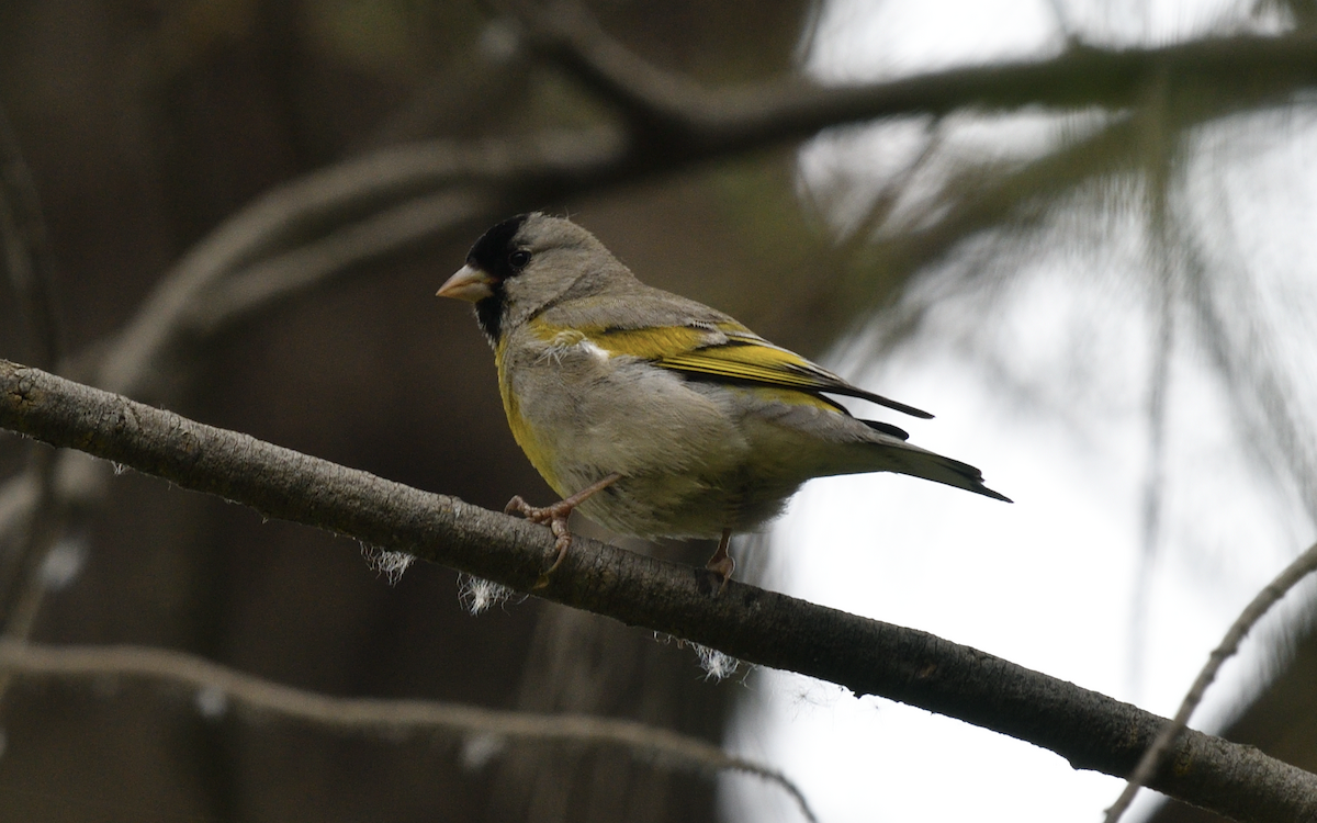 Lawrence's Goldfinch - Anonymous