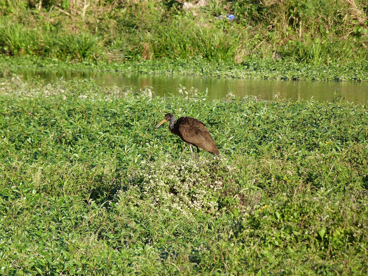 Limpkin - ML232626731