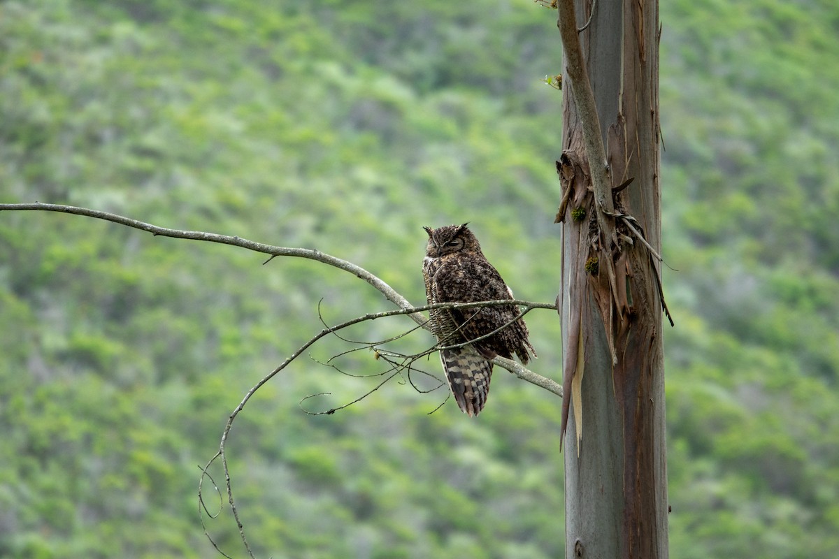 Great Horned Owl - Alex Smolyanskaya