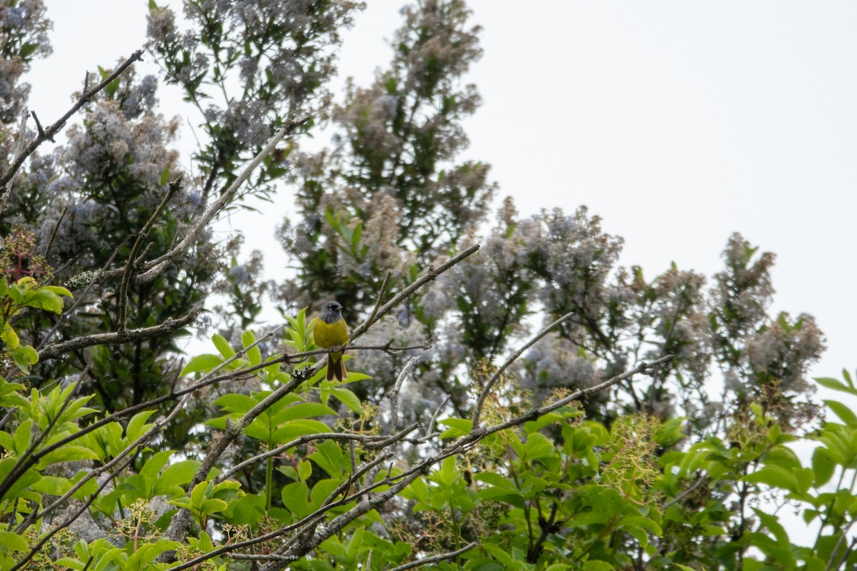 MacGillivray's Warbler - Alex Smolyanskaya