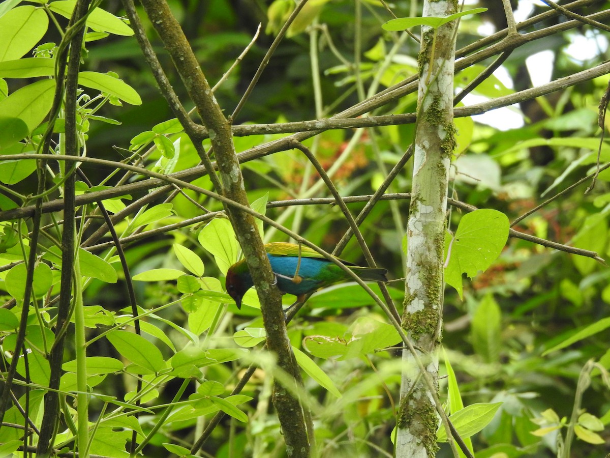 Bay-headed Tanager - ML232627651