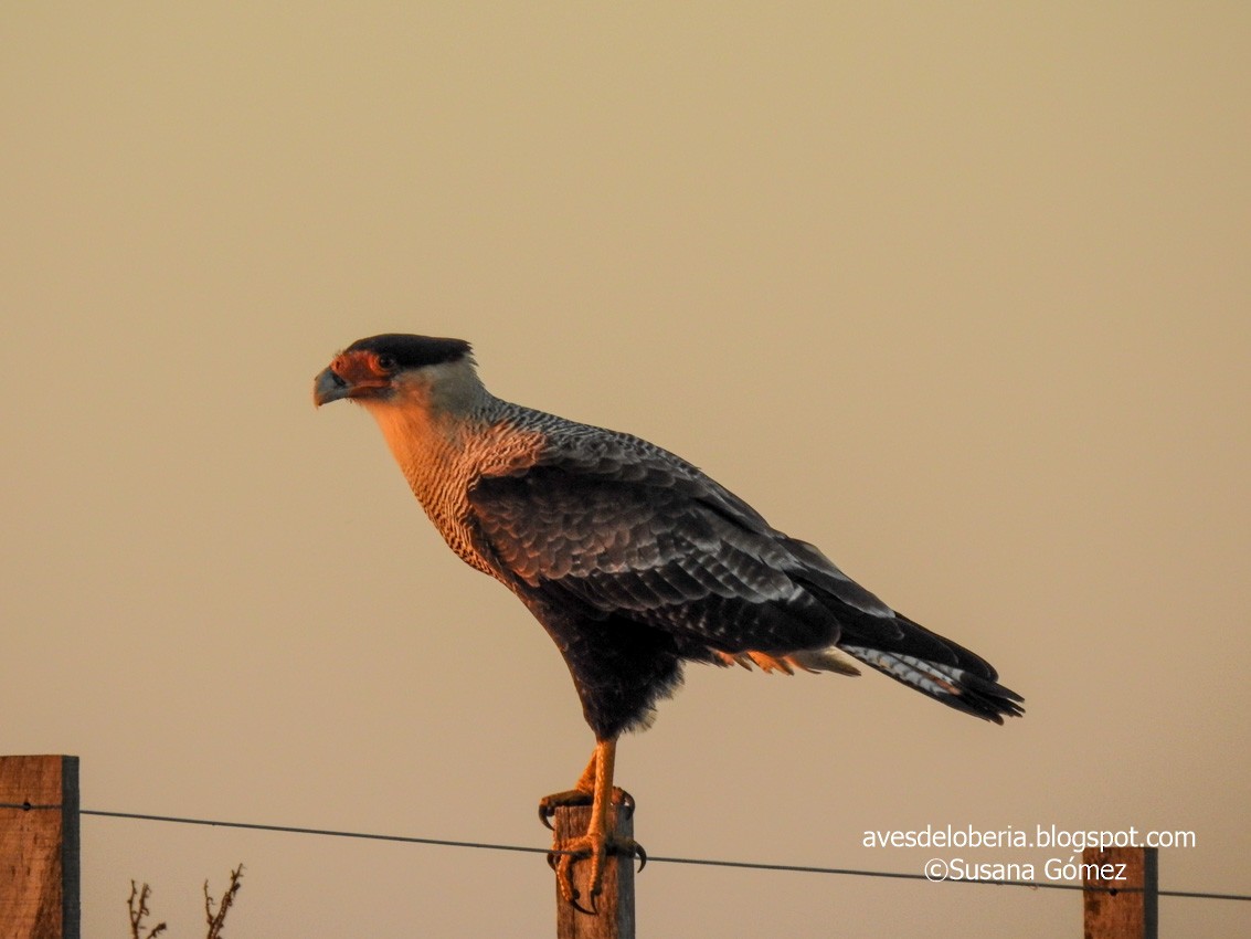 Caracara huppé (plancus) - ML232627681