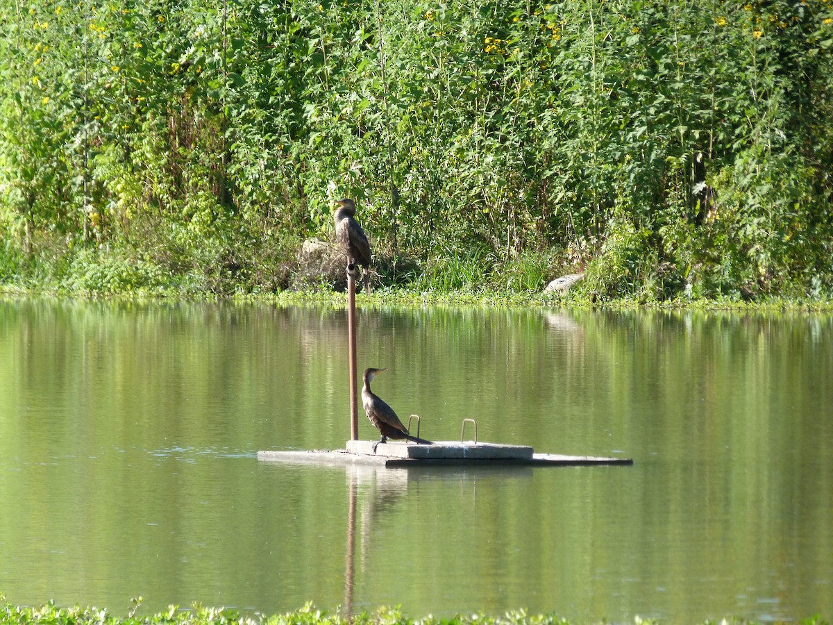 Cormoran vigua - ML232627821