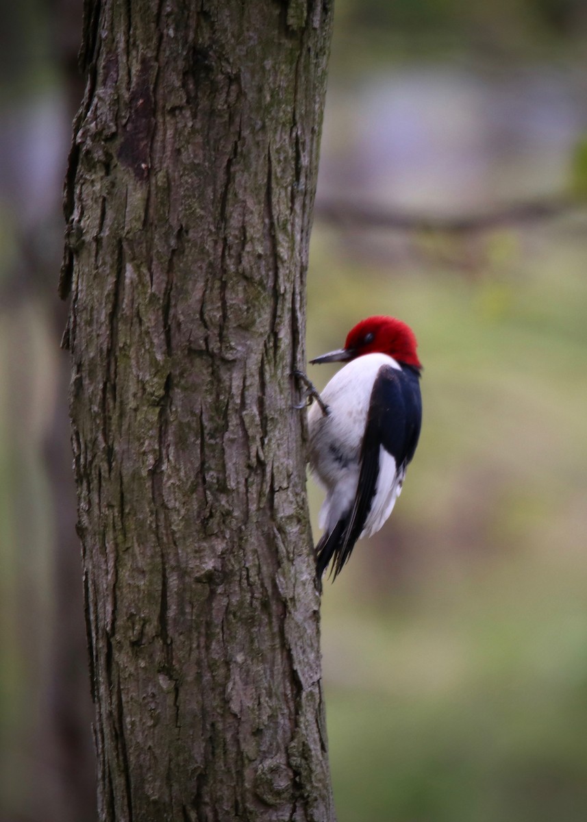 Red-headed Woodpecker - ML232628051