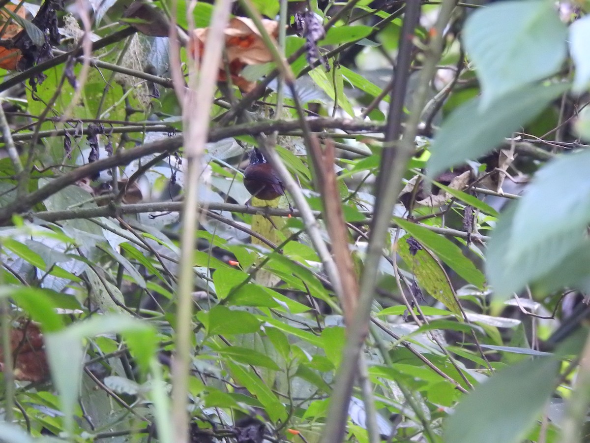 Gray-breasted Wood-Wren - ML232628121