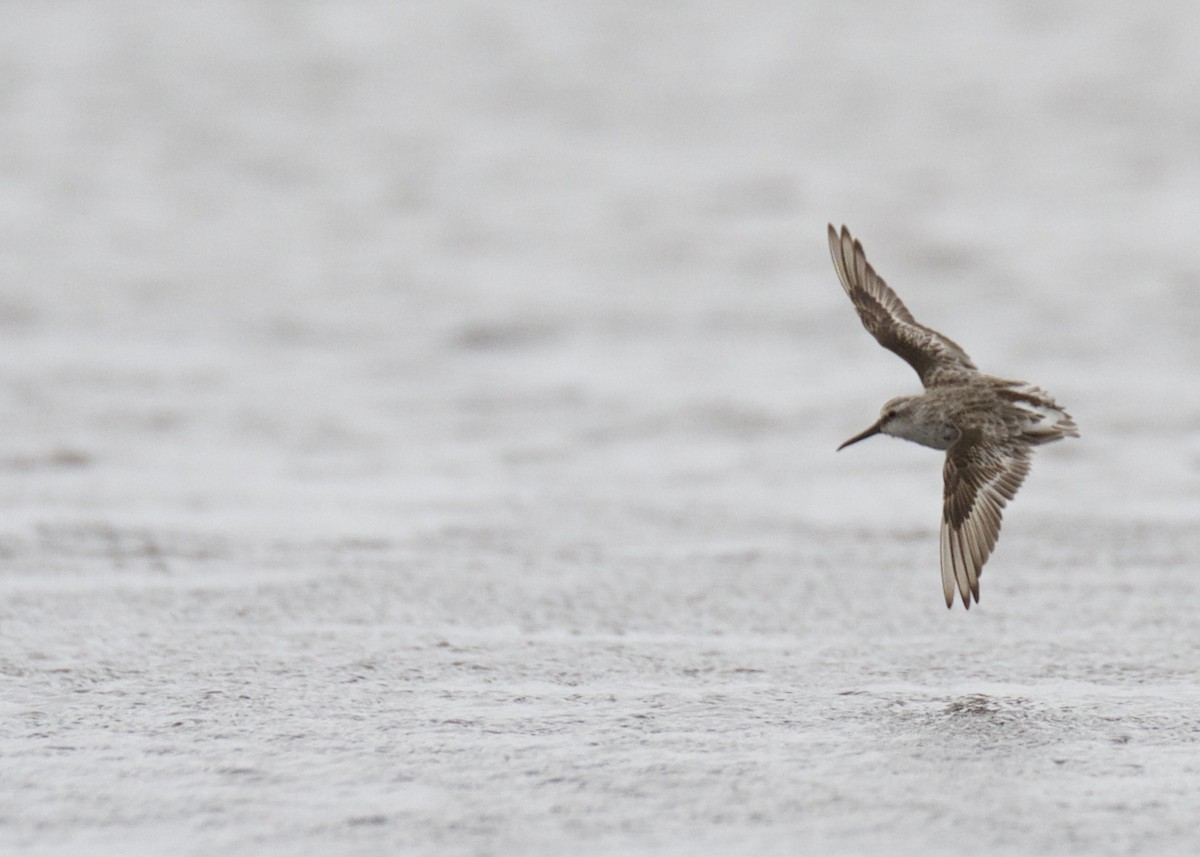 Broad-billed Sandpiper - Chris Barnes