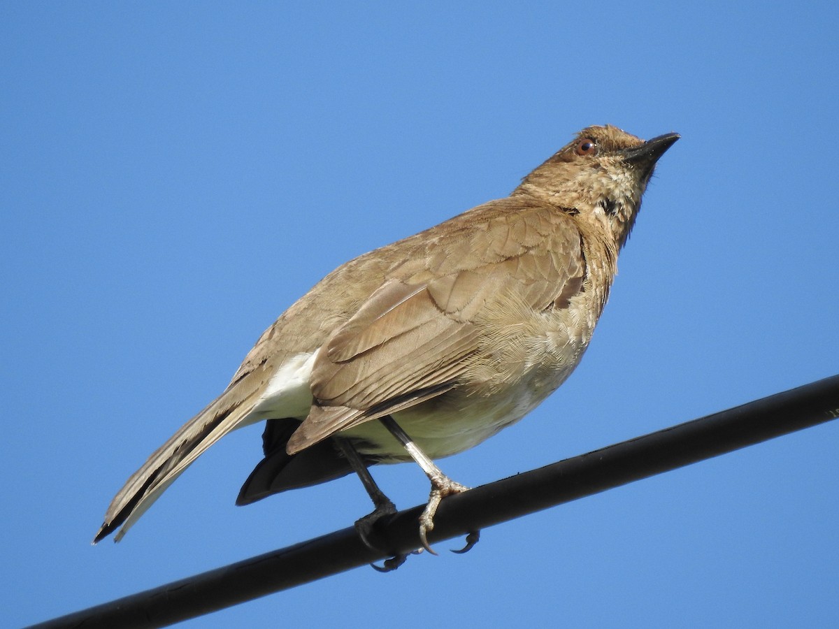 Black-billed Thrush - ML232629271