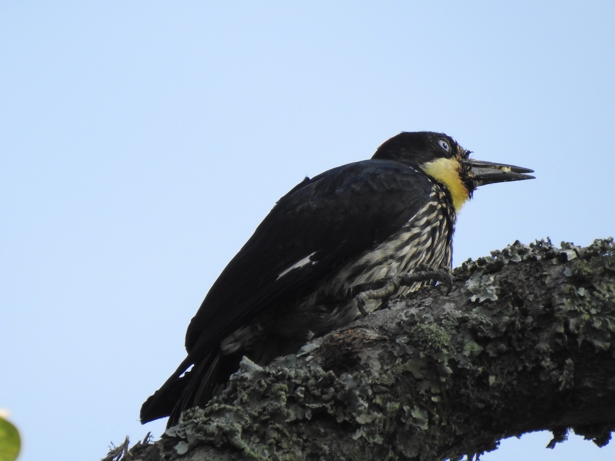 Acorn Woodpecker - ML232630041