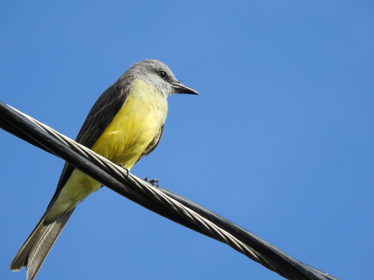 Tropical Kingbird - ML232630751