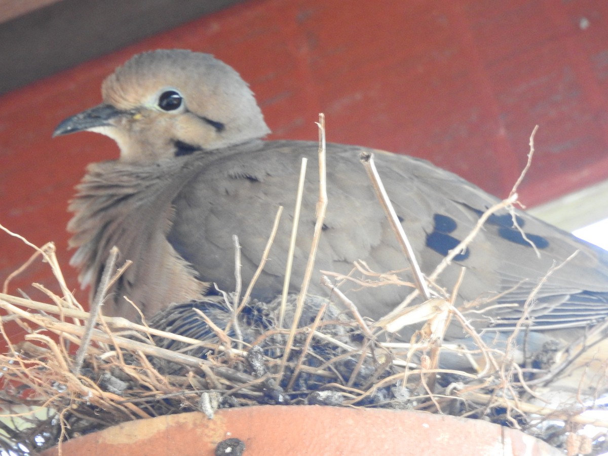 Eared Dove - ML232632081