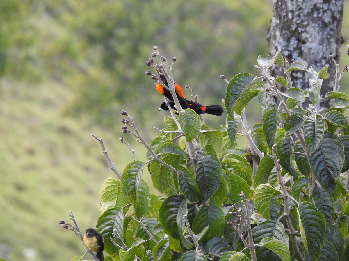 Flame-rumped Tanager - ML232632471