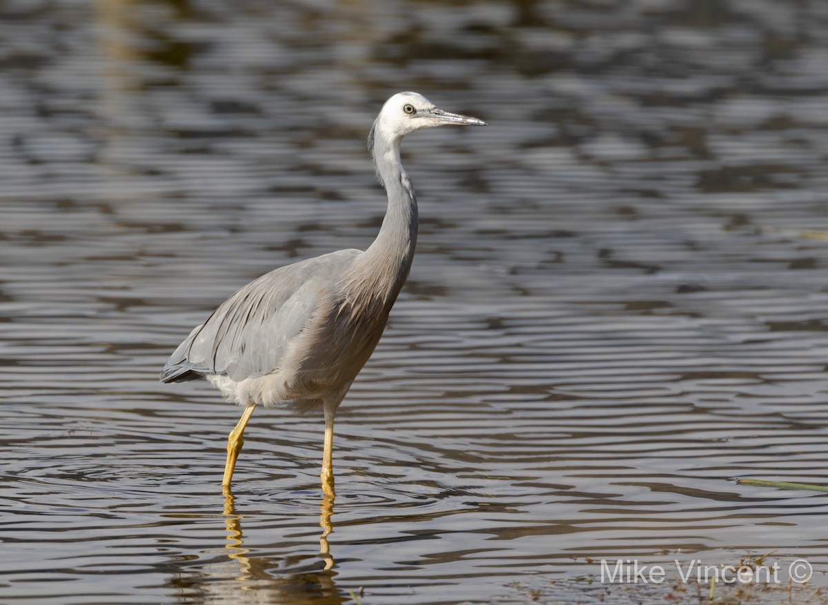 White-faced Heron - Mike Vincent