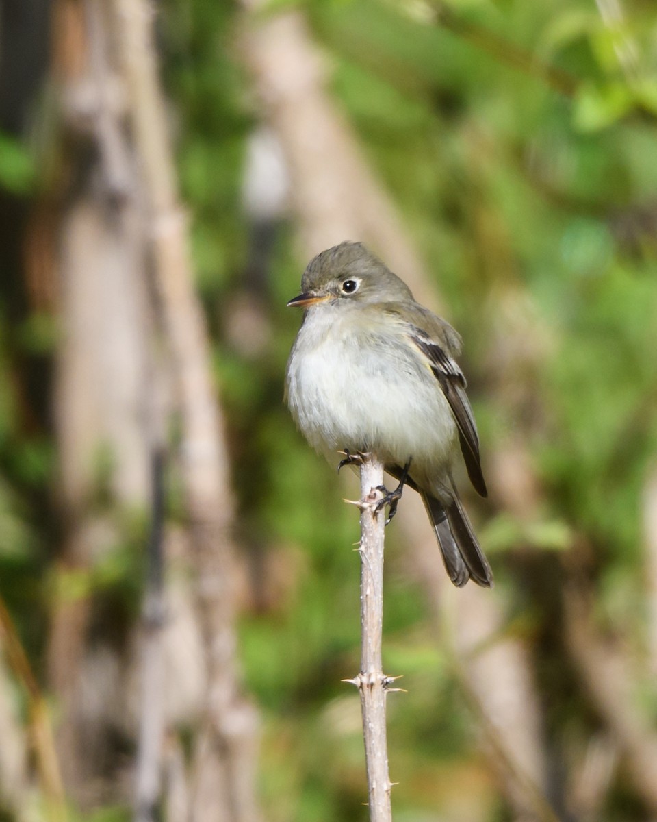 Least Flycatcher - ML232632791