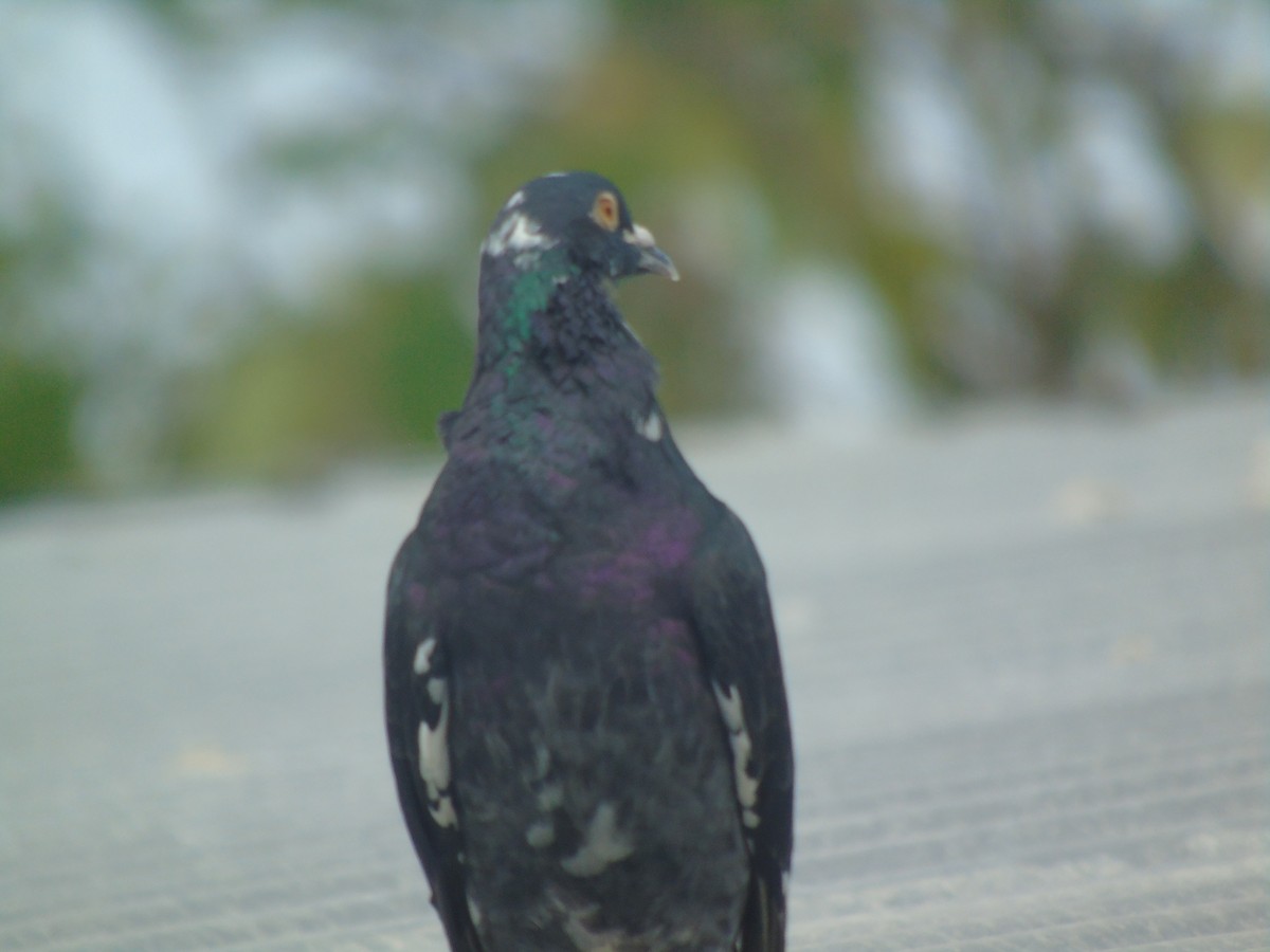 Pigeon biset (forme domestique) - ML232633741