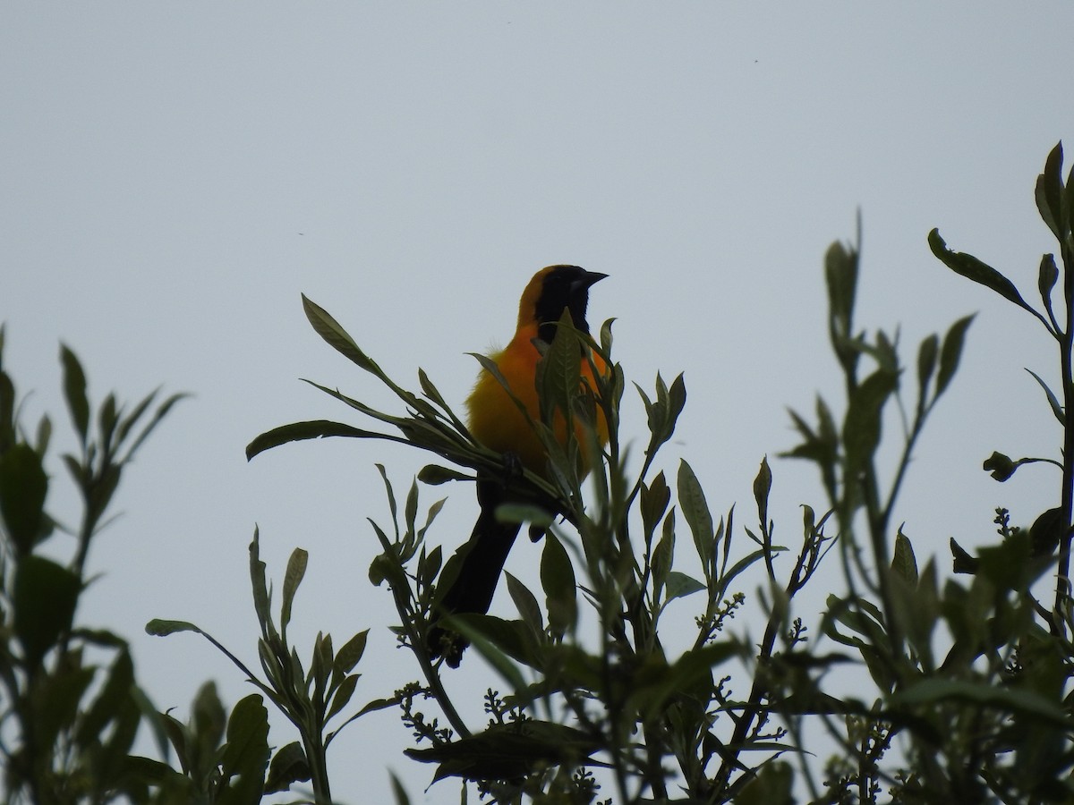 Yellow-backed Oriole - ML232634341