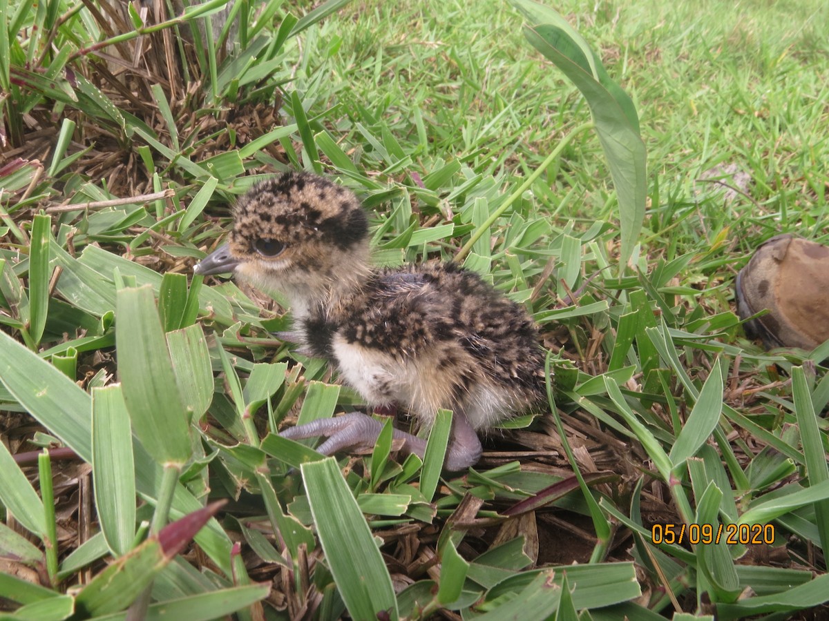 Southern Lapwing - ML232634871