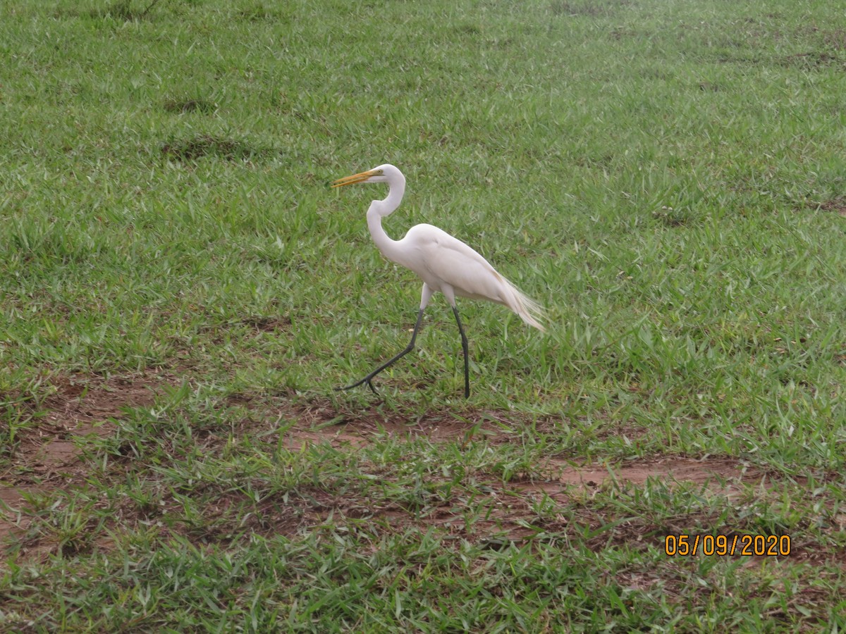 Great Egret - ML232635251