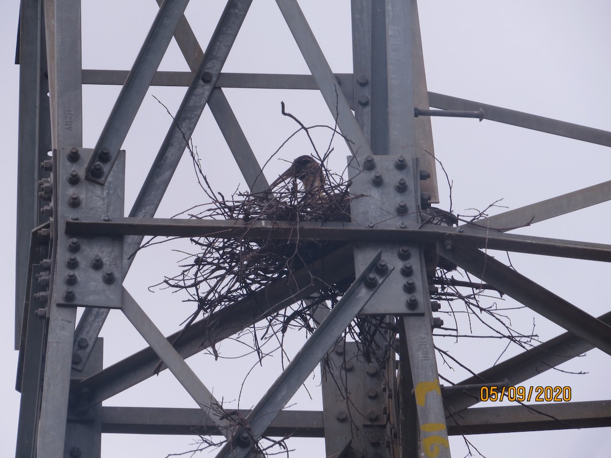 Buff-necked Ibis - ML232635401